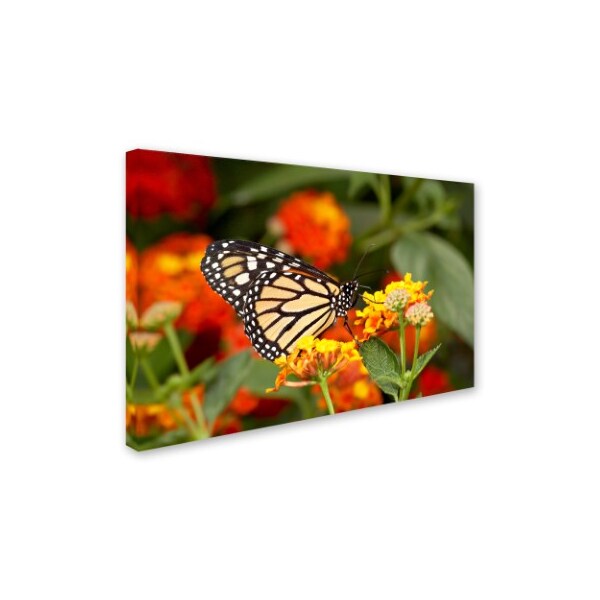 Robert Harding Picture Library 'Butterfly 2' Canvas Art,22x32